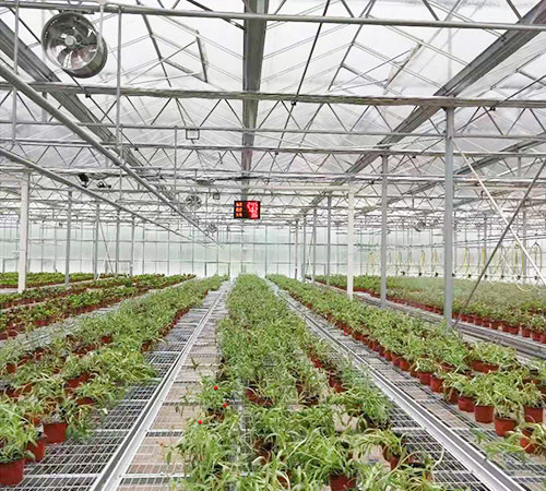 花卉溫室大棚