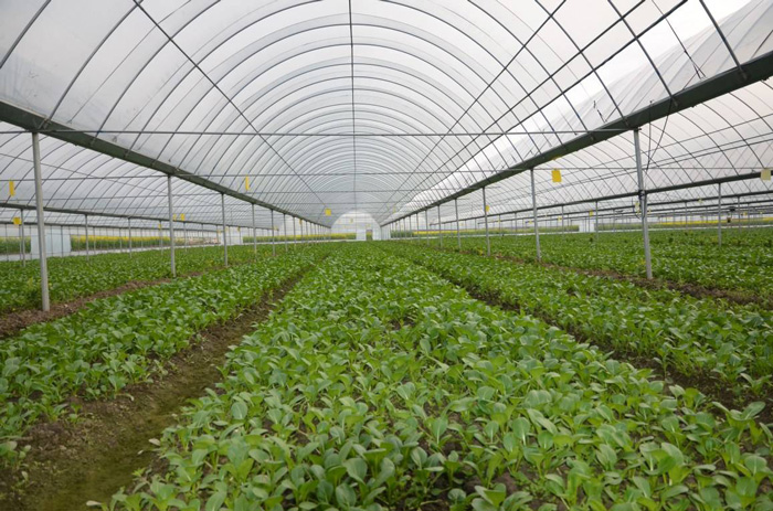 蔬菜溫室大棚