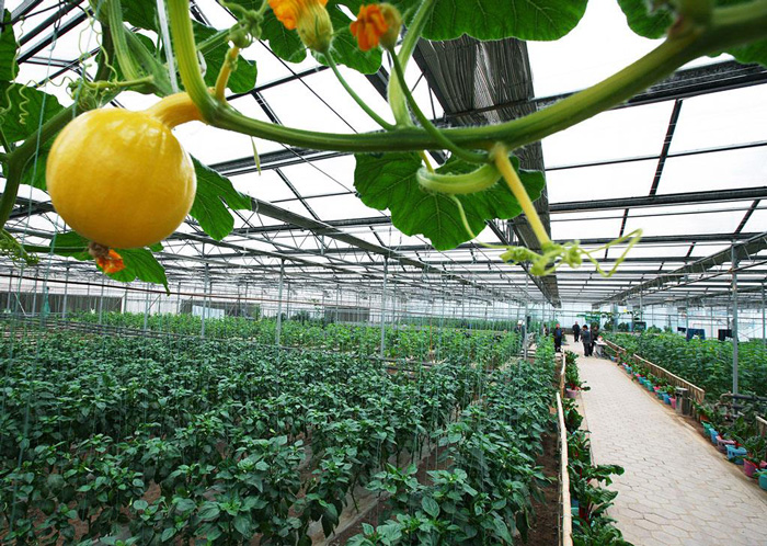 蔬菜溫室大棚