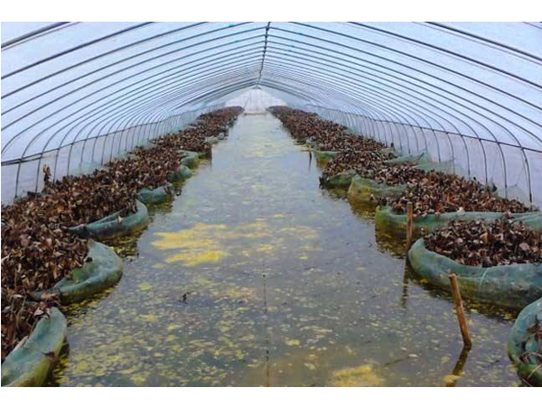 水產(chǎn)養(yǎng)殖大棚