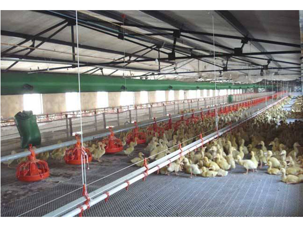 養(yǎng)殖溫室大棚