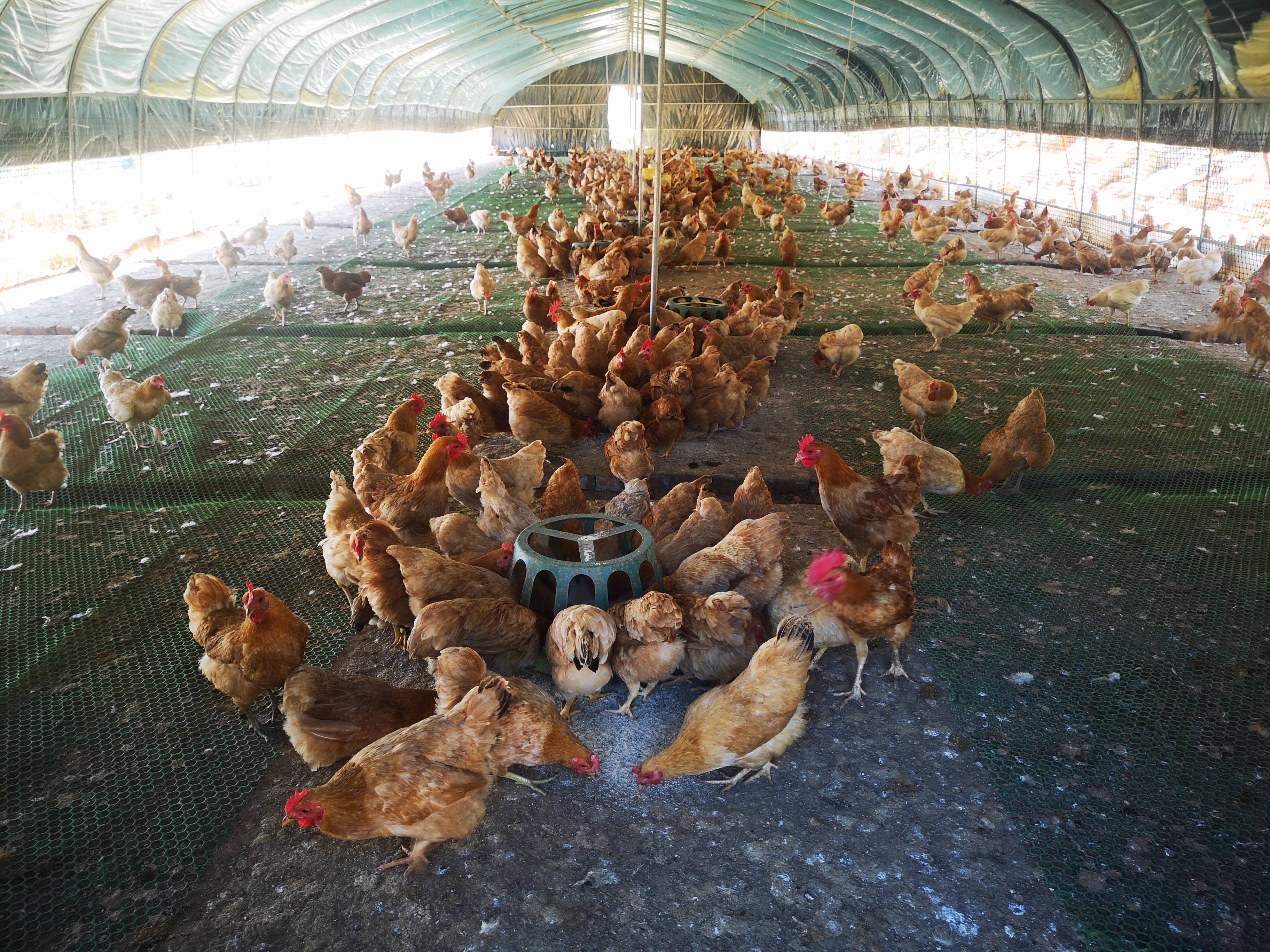 溫室養(yǎng)殖大棚