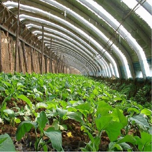 蔬菜溫室大棚