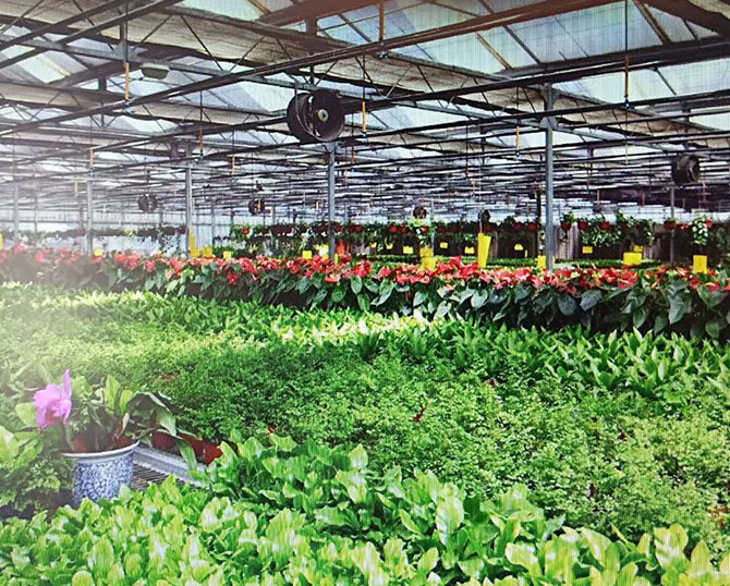 花卉溫室大棚