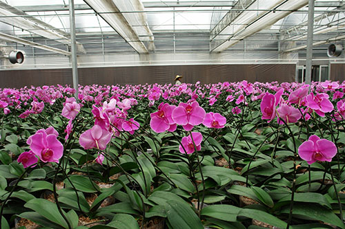花卉溫室大棚
